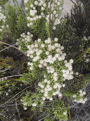 Dolichothrix ericoides