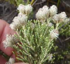 Dolichothrix ericoides