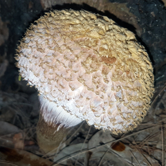 Boletellus ananas