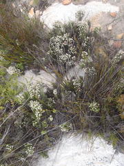 Dolichothrix ericoides