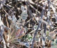 Astragalus phoenix