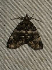 Cutina distincta