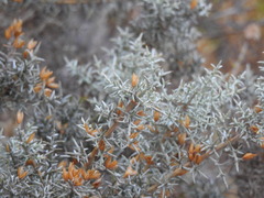 Ulex argenteus argenteus