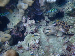 Neopomacentrus sororius