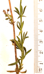 Chaenostoma subnudum