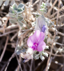Astragalus phoenix