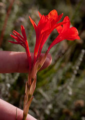 Gladiolus nerineoides