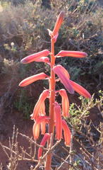 Gonialoe variegata