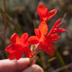Gladiolus nerineoides