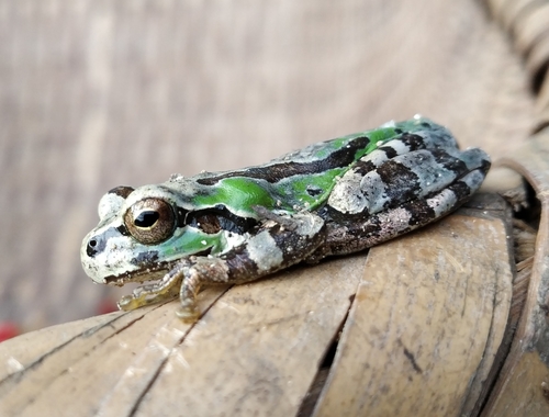 Eastern Japanese Tree Frog