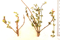 Chaenostoma decipiens