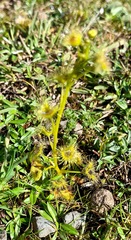 Drosera hookeri