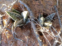 Gonialoe variegata