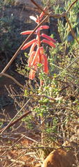 Gonialoe variegata