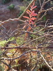 Gonialoe variegata