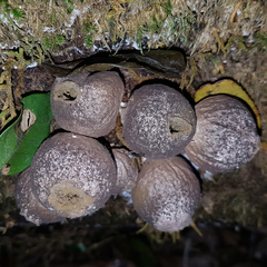 Lycoperdon subincarnatum