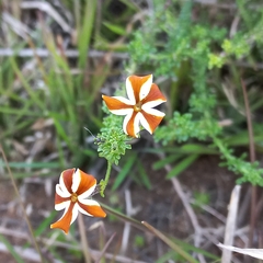Jamesbrittenia albomarginata
