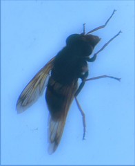 Volucella