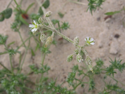 Cerastium semidecandrum iNat (1)