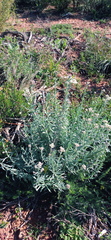 Helichrysum rosum