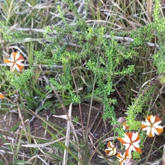 Jamesbrittenia albomarginata