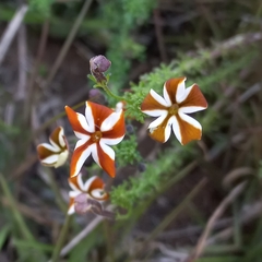 Jamesbrittenia albomarginata