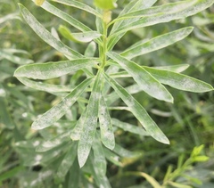 Podosphaera euphorbiae