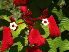 Mussaenda erythrophylla