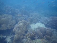 Fistularia commersonii