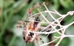 Araneus diadematus