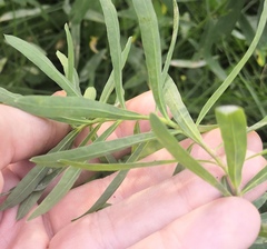 Podosphaera euphorbiae