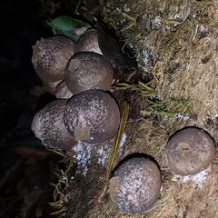 Lycoperdon subincarnatum