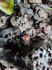 Steatoda bipunctata