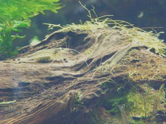 Caridina multidentata