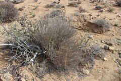 Hermbstaedtia glauca