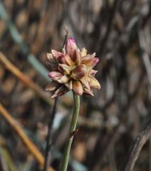 Hermbstaedtia glauca