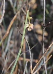 Hermbstaedtia glauca