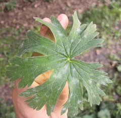 Erysiphe aquilegiae