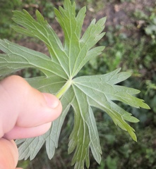 Erysiphe aquilegiae