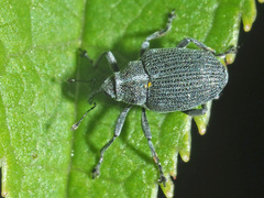 Ceutorhynchus obstrictus