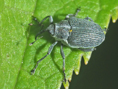 Ceutorhynchus obstrictus