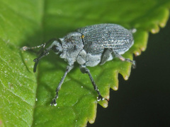 Ceutorhynchus obstrictus