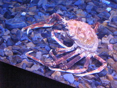 Macrocheira kaempferi