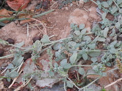 Heliotropium supinum