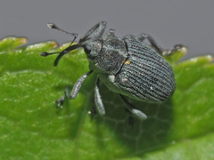 Ceutorhynchus obstrictus