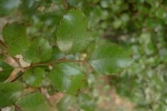 Nothofagus truncata