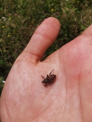 Hylobius transversovittatus