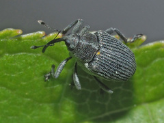 Ceutorhynchus obstrictus