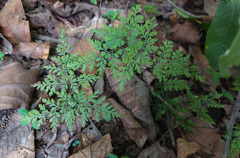 Cheilanthes tenuifolia
