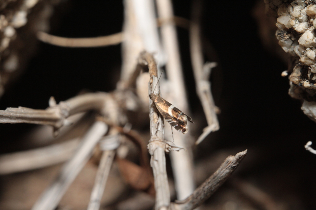 Glyphipterix umbilici